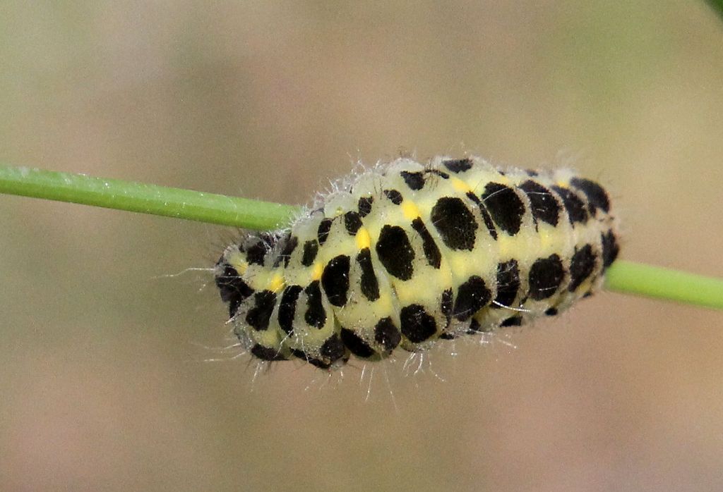 Bruco di Zygaena sp.? S